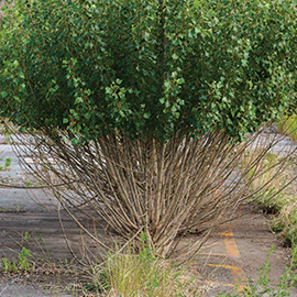 Arbres, Trees, land art, intervention, Gilles Sage